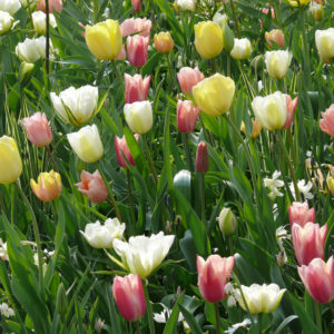 planter des bulbes