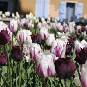 planter des bulbes