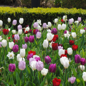 planter des bulbes