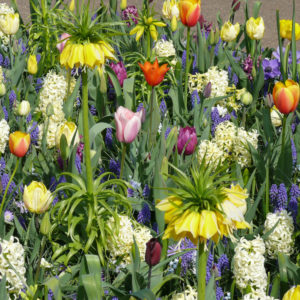 planter des bulbes