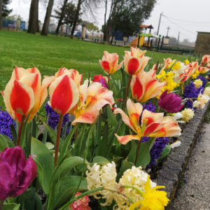 planter des bulbes