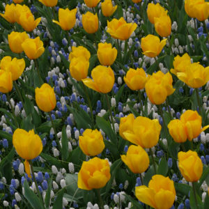 planter des bulbes