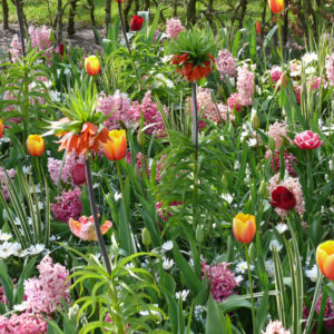 planter des bulbes