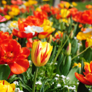 planter des bulbes