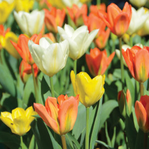 planter des bulbes