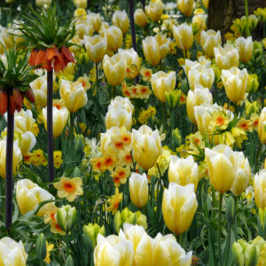 planter des bulbes