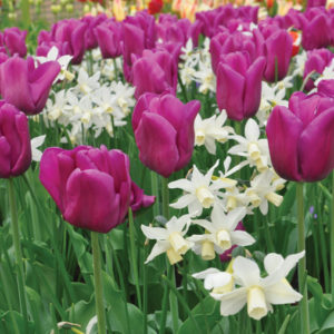 planter des bulbes