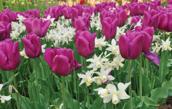 planter des bulbes