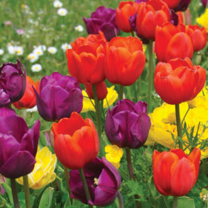 planter des bulbes