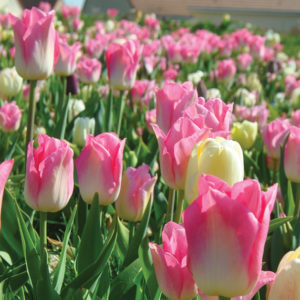 planter des bulbes