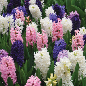 planter des bulbes