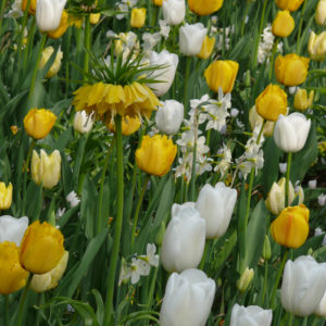 planter des bulbes