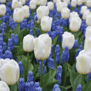 planter des bulbes