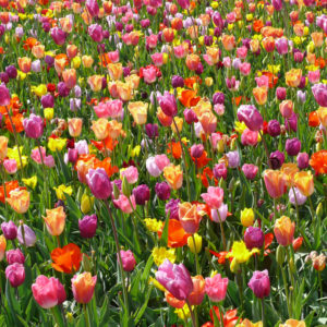 planter des bulbes