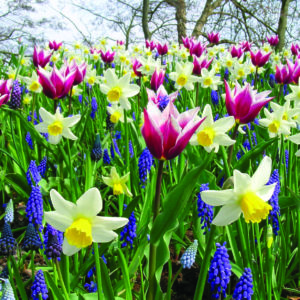 planter des bulbes