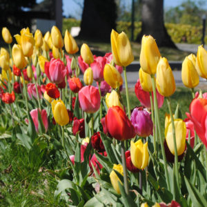 planter des bulbes
