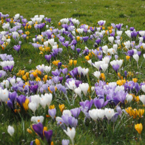 planter des bulbes