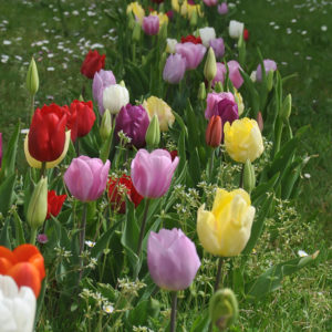 planter des bulbes