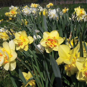 planter des bulbes