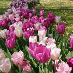 planter des bulbes