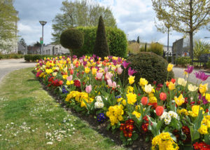 planter des bulbes d'automne