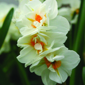Narcisse