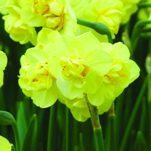 narcisse