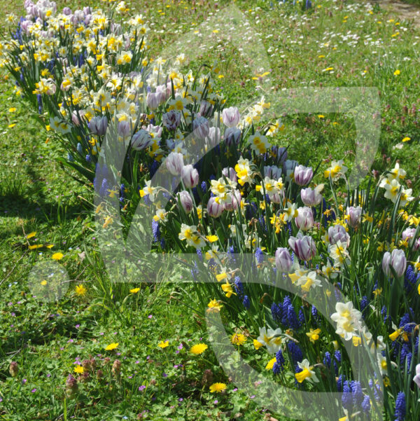 Mélange Méca'Flore CHAMPETRE