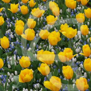 Mélange Méca'Flore DOLCE VITA