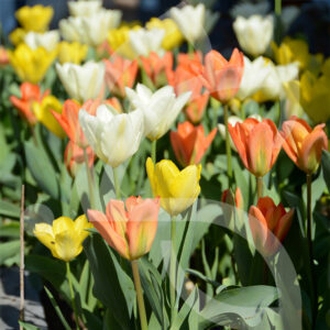 Mélange Méca'Flore FÉRIA