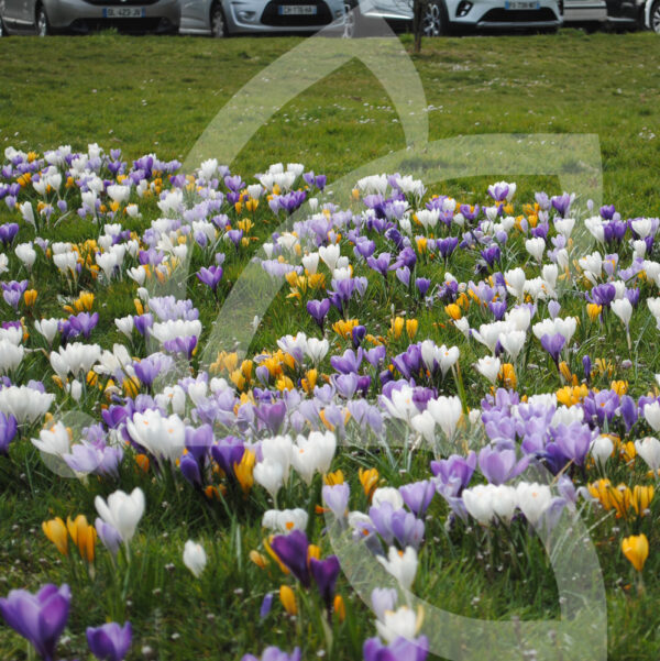 Mélange Méca'Flore MELANGE CROCUS
