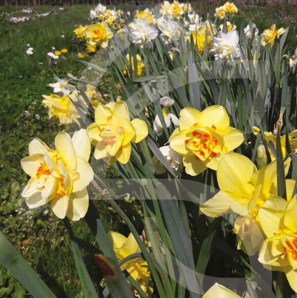 Mélange Méca'Flore POETIQUE