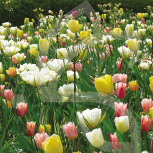 Mélange Massi'Flore AQUARELLE