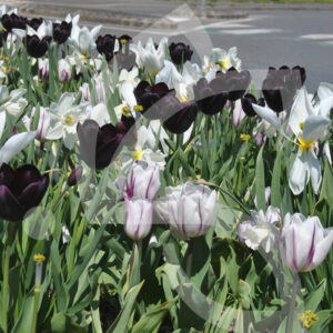 Mélange Massi'Flore BLACK & WHITE