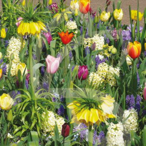 Mélange Massi'Flore CARNAVAL