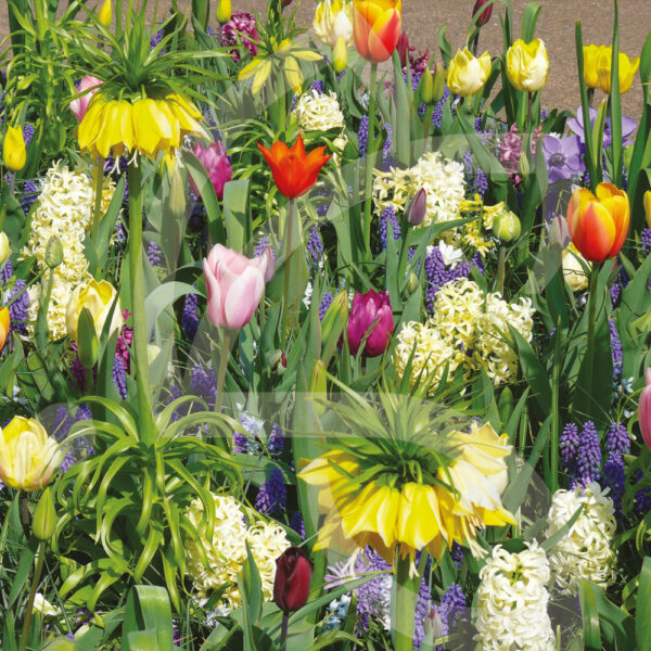 Mélange Massi'Flore CARNAVAL