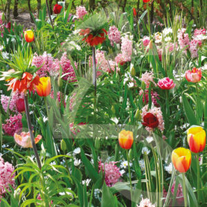 Mélange Massi'Flore EXOTICA