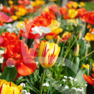 Mélange Massi'Flore FANTASIA