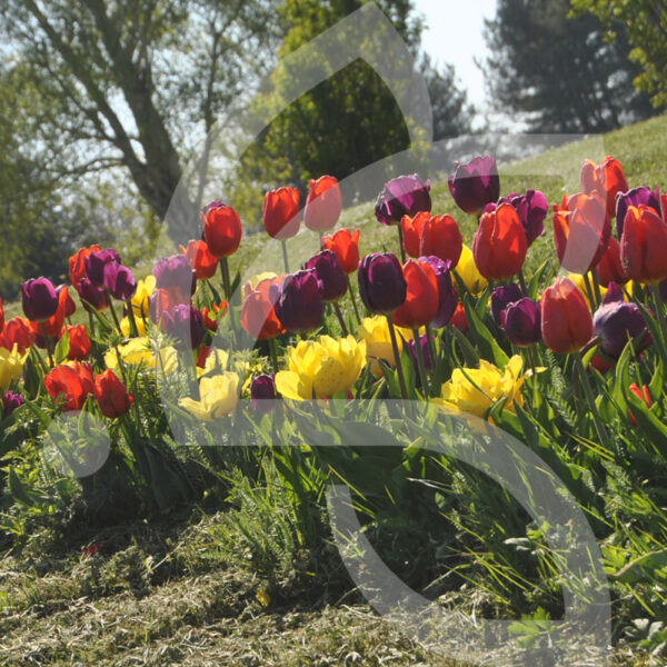 Mélange Massi'Flore MELI MELO