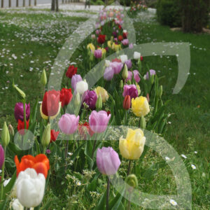 Mélange Massi'Flore MULTICOLORE