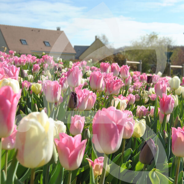 Mélange Massi'Flore PASTEL PRINTEMPS