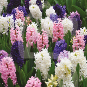 Mélange Massi'Flore RHAPSODY