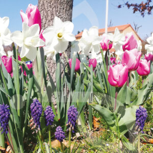 Mélange Massi'Flore ROSALIE
