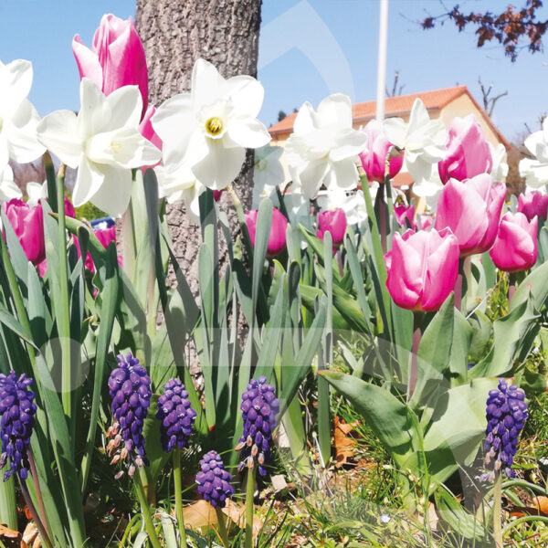 Mélange Massi'Flore ROSALIE