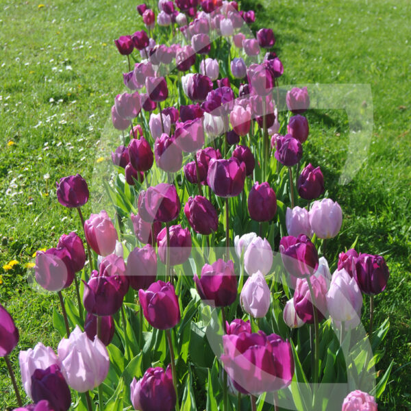 Mélange Massi'Flore SERENITE