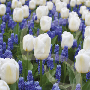 Mélange Massi'Flore SONATE