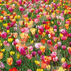 Mélange Massi'Flore VERSICOLORE