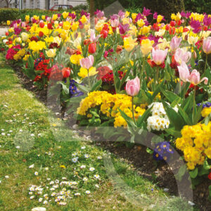 Mélange Massi'Flore VIBRATION