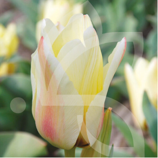 Tulipe Kaufmanniana Albion Star