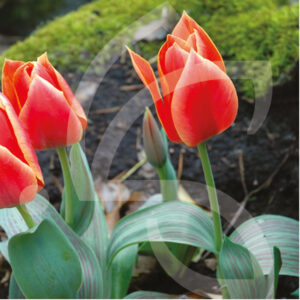Tulipe Greigii Calypso